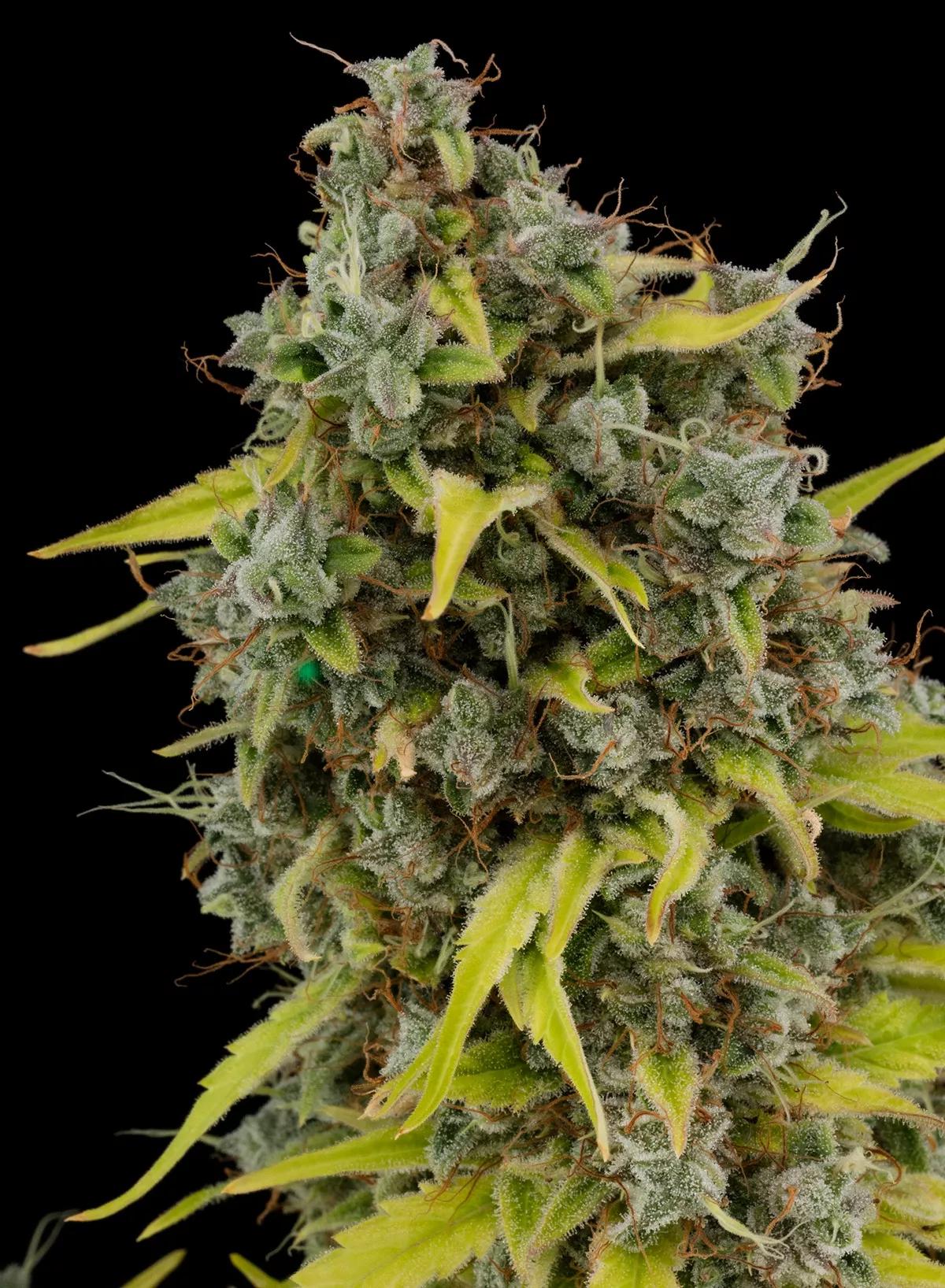 Amnesia, de la última colección Classics Buddha Seeds contiene alto contenido en THC.