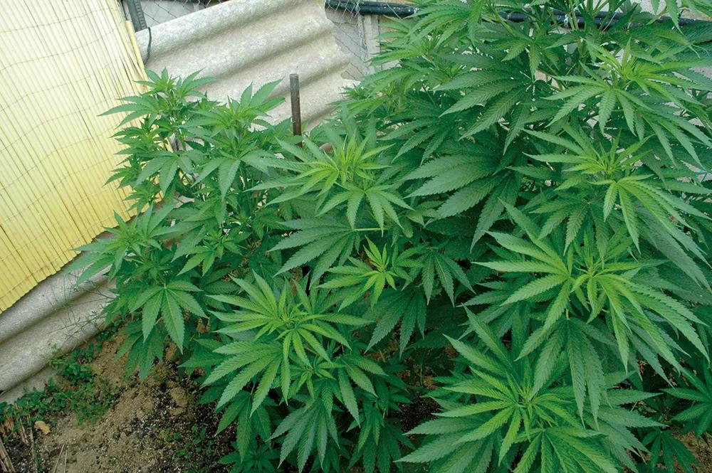 El crecimiento máximo se logra sembrando en el suelo, para que las raíces puedan extenderse libremente. 