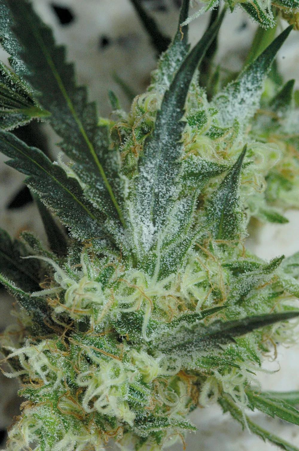  ¡Ojo con los hongos!: eliminaremos todos los cogollos infectados y nunca los consumiremos. 