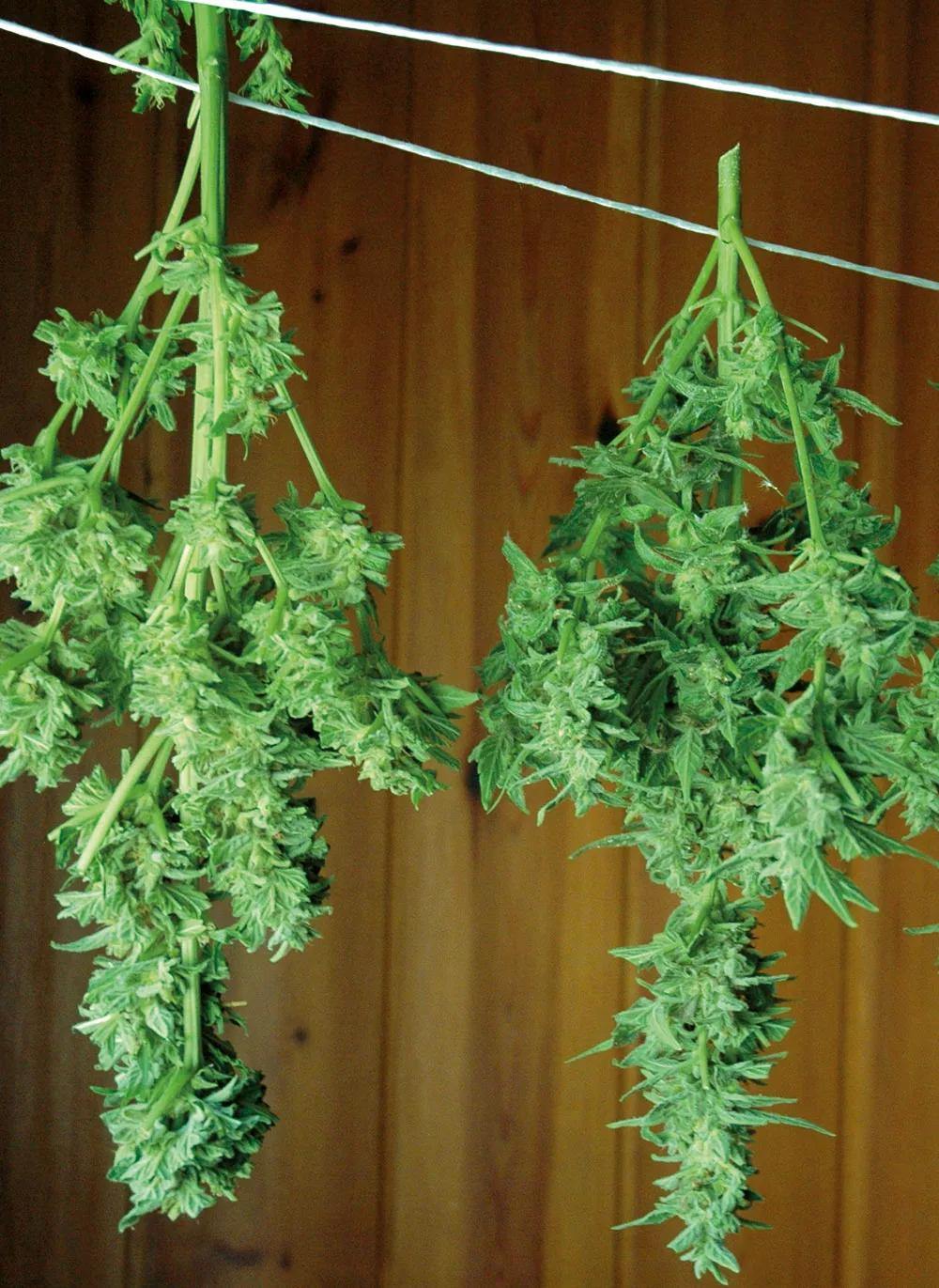 El secado con temperaturas frescas o moderadas ayuda mucho a conservar los terpenos en la resina. 