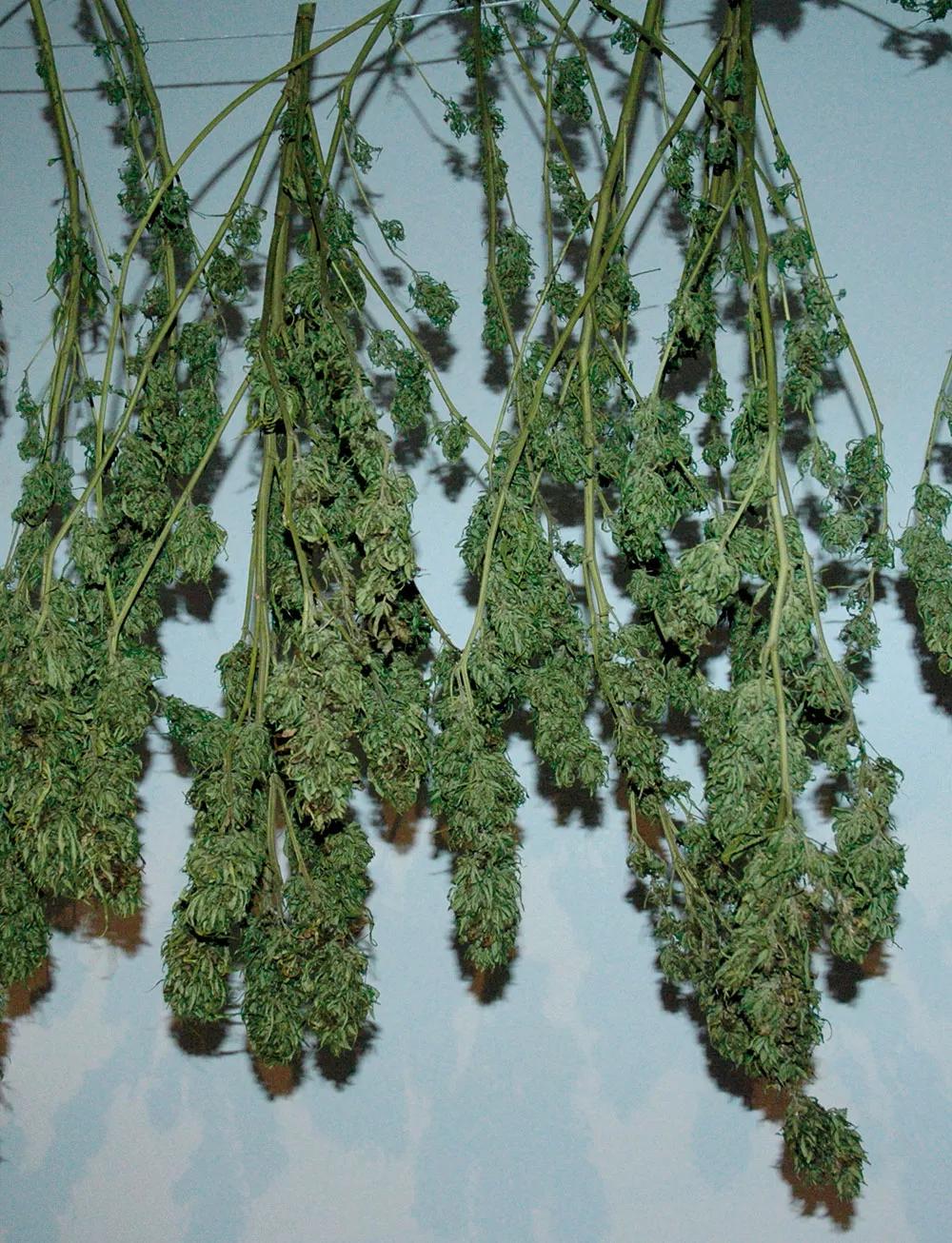 No dejes que la hierba se reseque en exceso, guárdala en botes en cuanto esté seca pero algo flexible. 