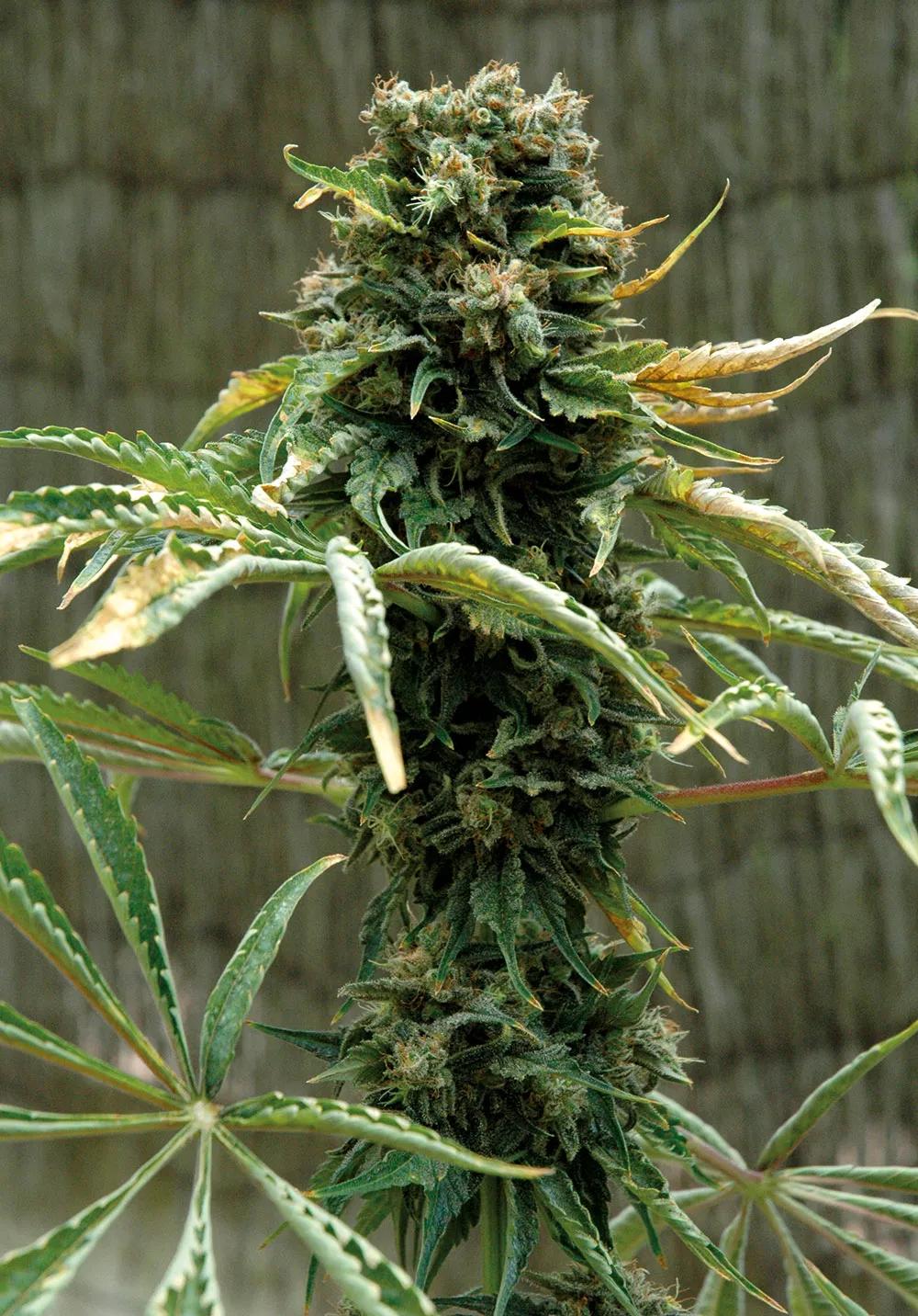 Esta planta estaba demasiado cerca de la lámpara de interior y el cogollo era potente pero sin ningún aroma. 