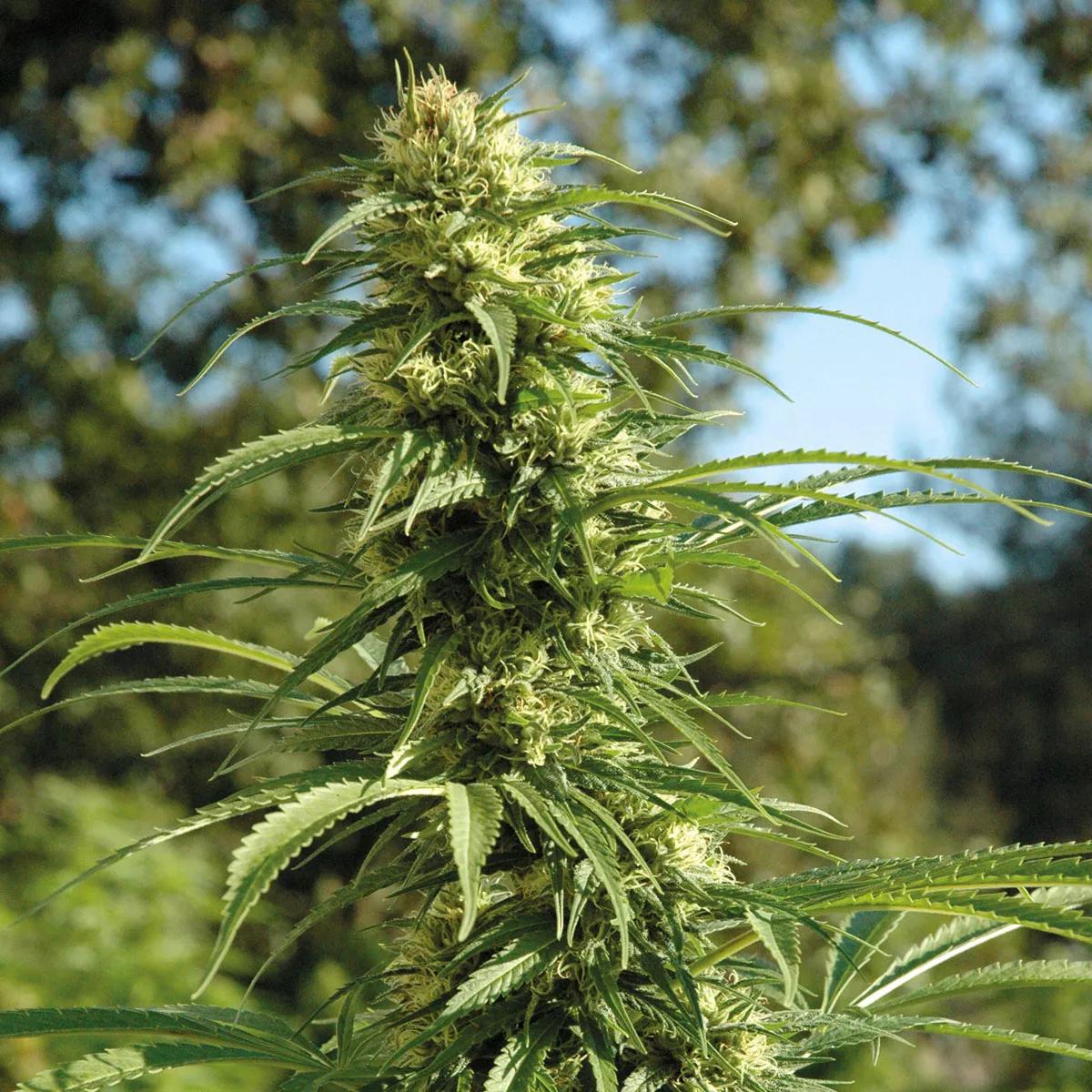 El olor psicoactivo: los terpenos de la resina 