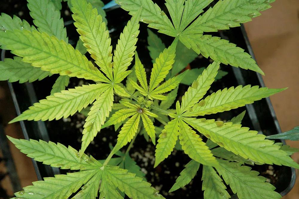 A esta plantita le falta hierro, por eso amarillea desde las hojas más pequeñas. 