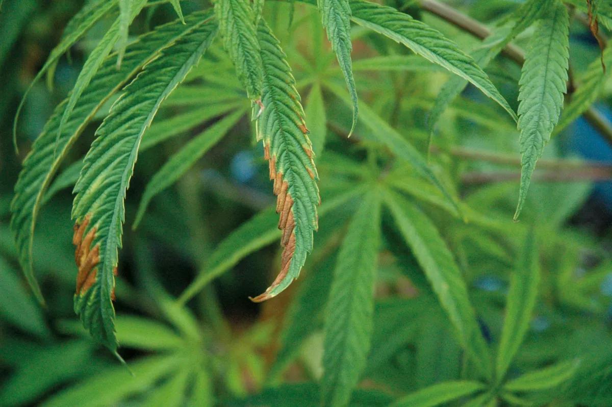 El fósforo es esencial para formar flores, los tallos rojizos y las hojas subdesarrolladas son síntomas de su deficiencia. 