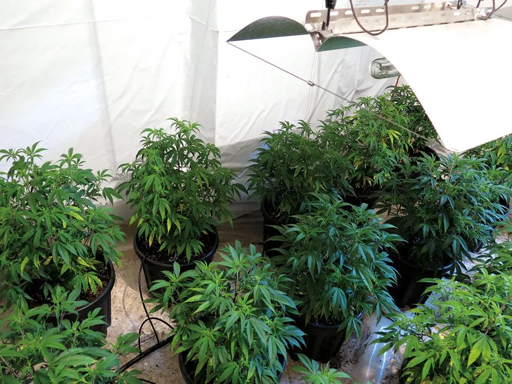 Las ramas van ocupando todo el espacio, pero la penetración de la luz sigue siendo muy buena. 