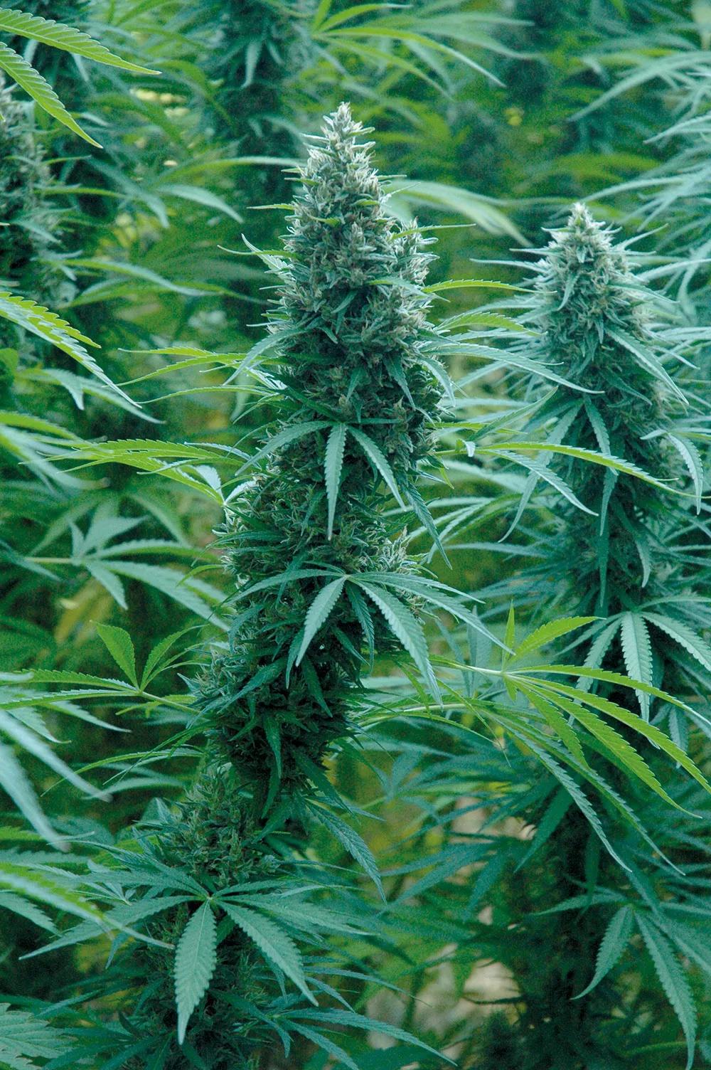 Los cogollos enormes son deliciosos, pero se los pueden estar comiendo las orugas por dentro. 