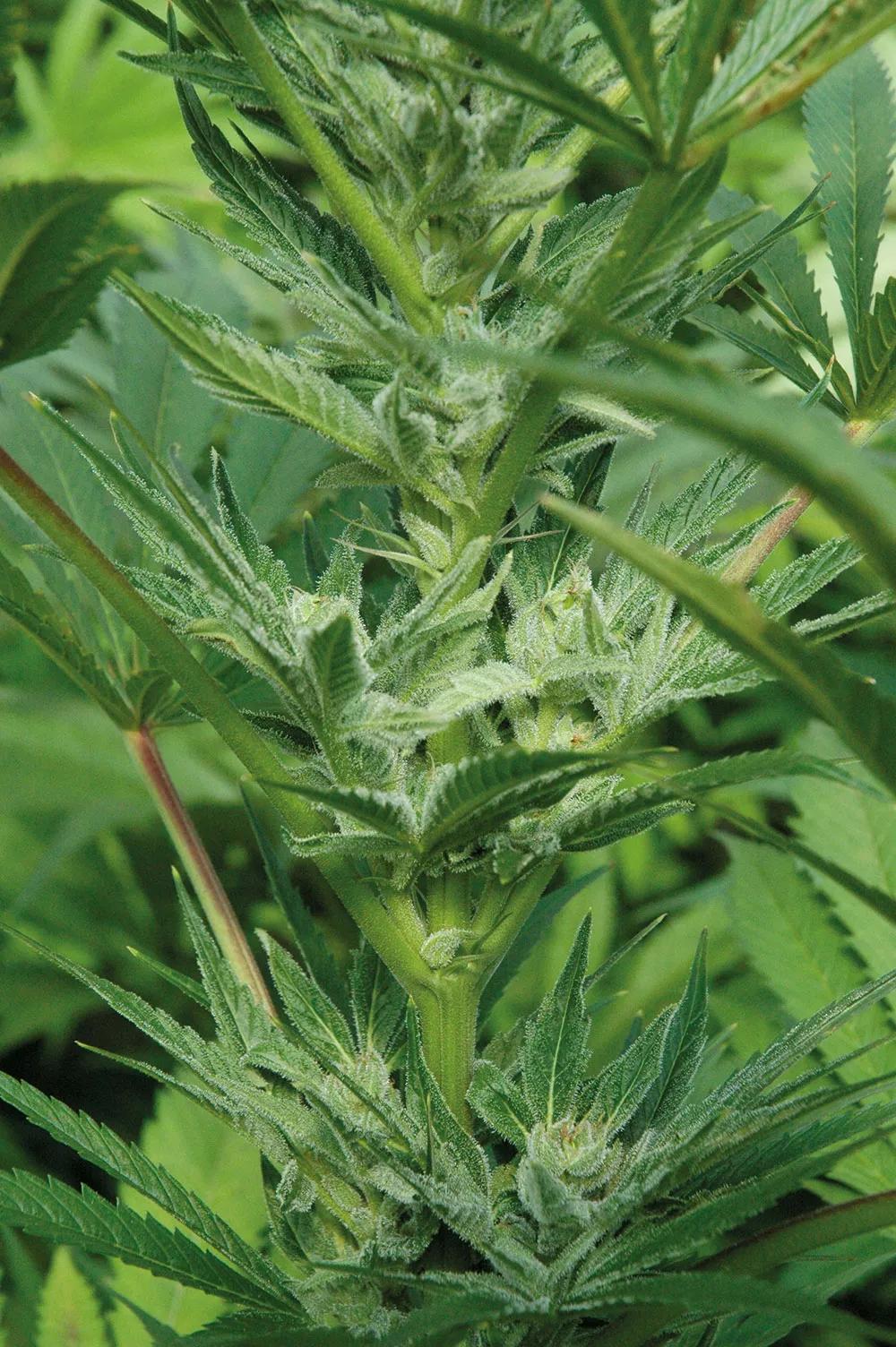 Los cogollos aireados de esta variedad sativa son muy resistentes a la botritis. 