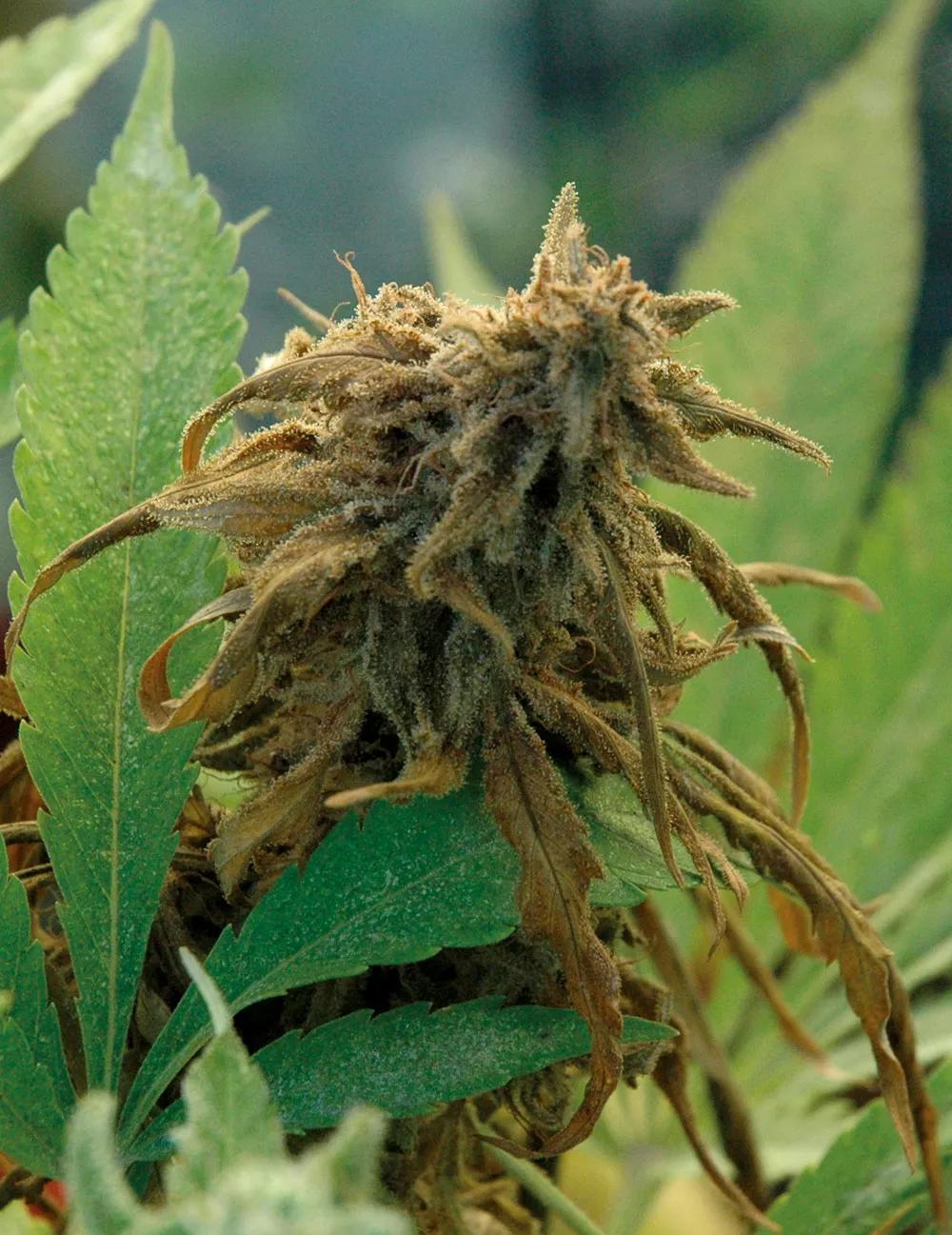 El resultado final de la botritis: un cogollo destruido. 