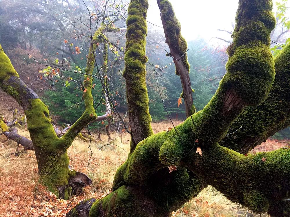 El musgo decora y protege los robustos árboles del bosque. 