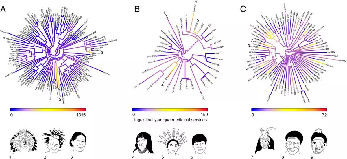 Los pueblos indígenas guardan un conocimiento medicinal sobre plantas inédito que va a perderse