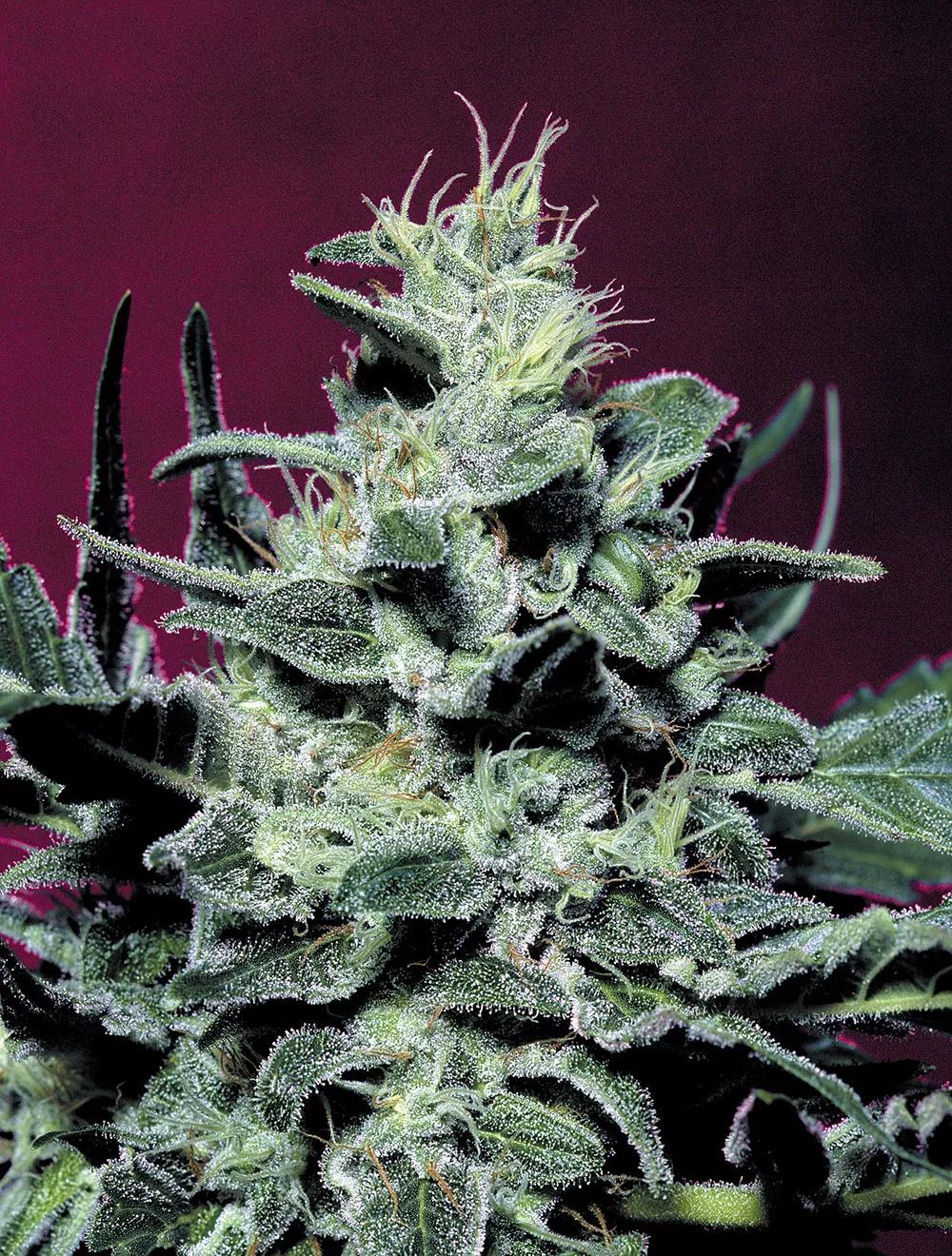 Nebula de Paradise Seeds