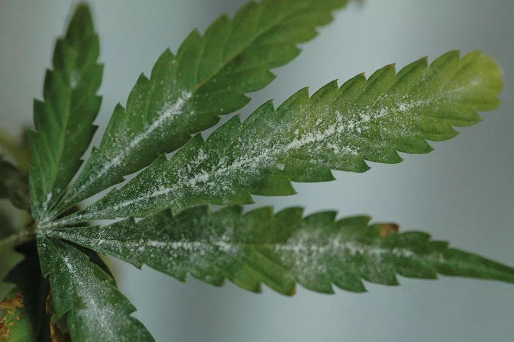 Cuando ha cubierto las hojas se extiende hacia los cogollos y, si los infecta, no se podrán salvar. 