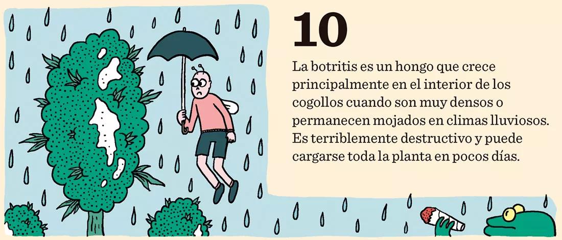 Los enemigos del cogollo: arañas rojas, orugas del cogollo, botritis y oídio