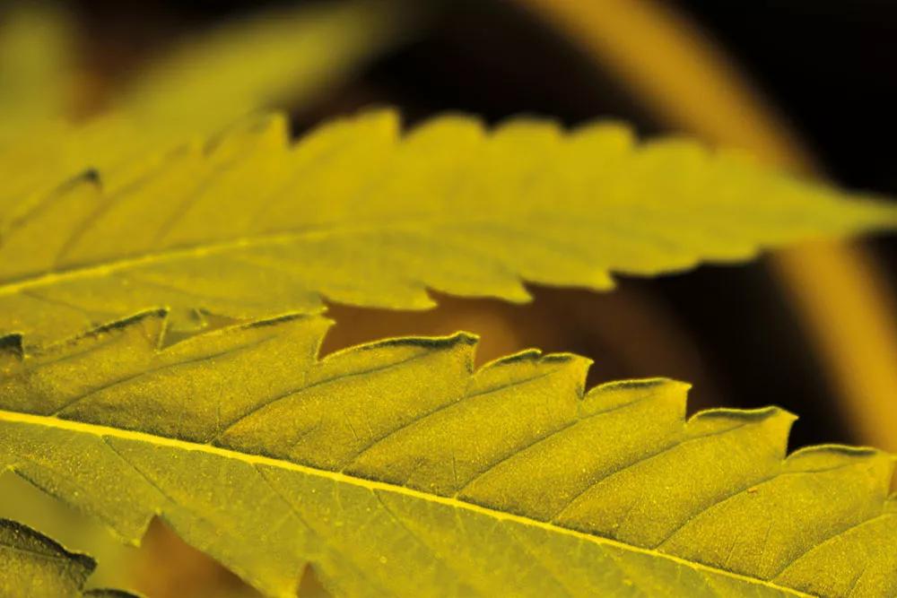 El ligero acanalamiento de las hojas indica un VPD un poco excesivo, pero no mucho.