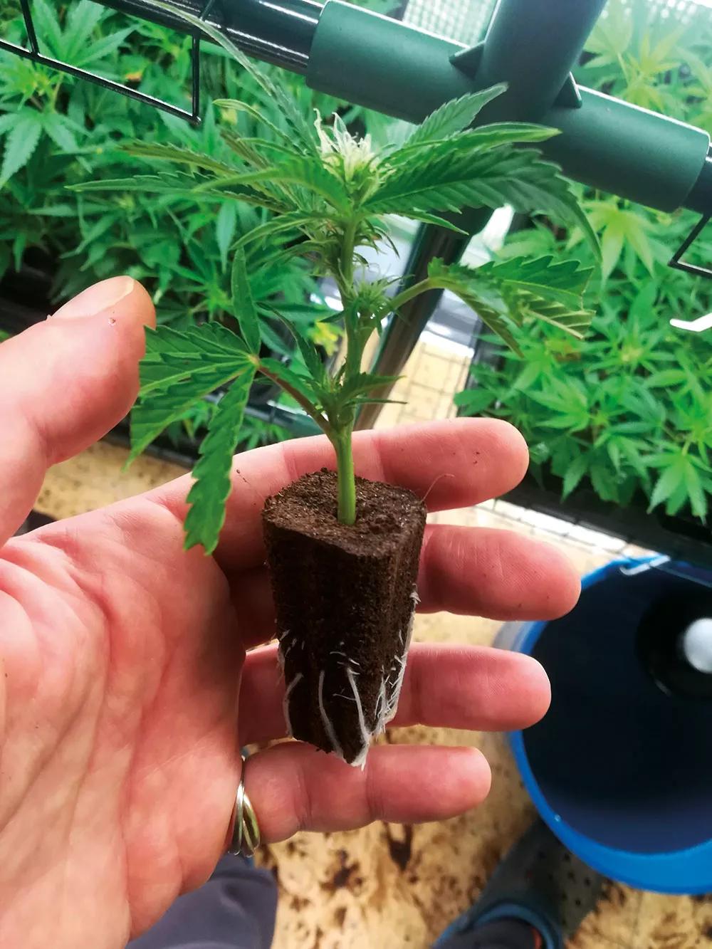 Los esquejes necesitan, igual que las plántulas jóvenes, un VPD bajo, entre 0,4 y 0,8. 