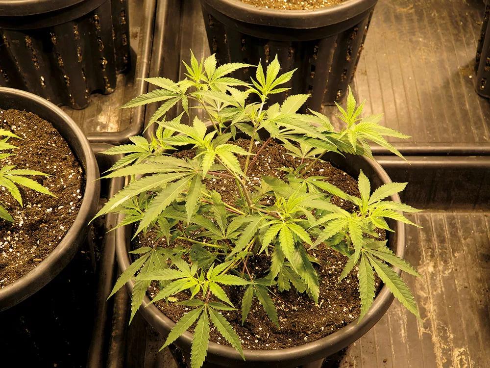 En crecimiento y al principio de floración el VPD adecuado es entre 0,8 y 1,2.