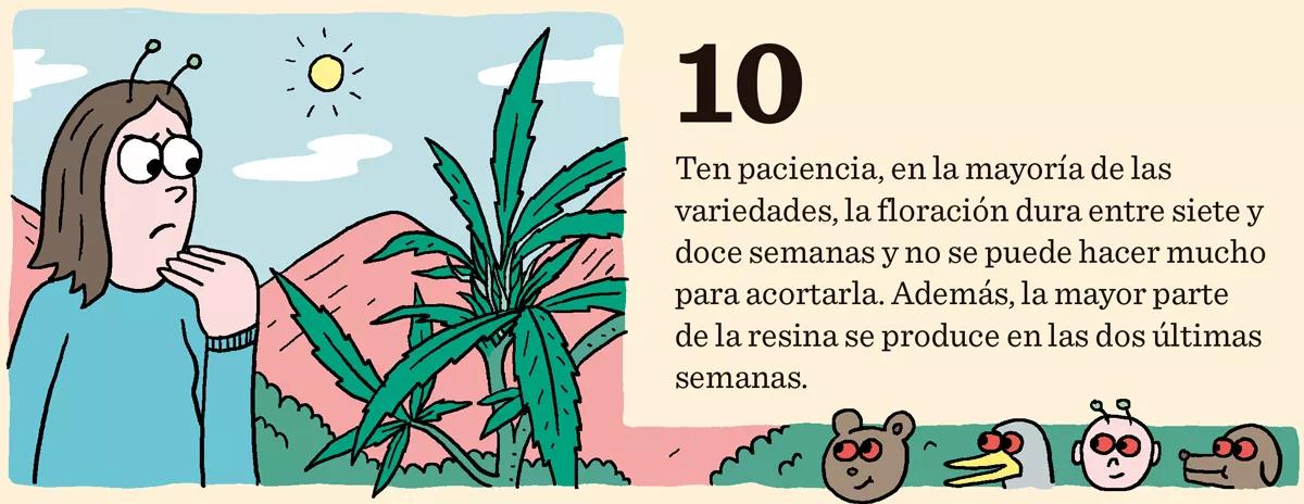 Diez consejos para una buena floración 