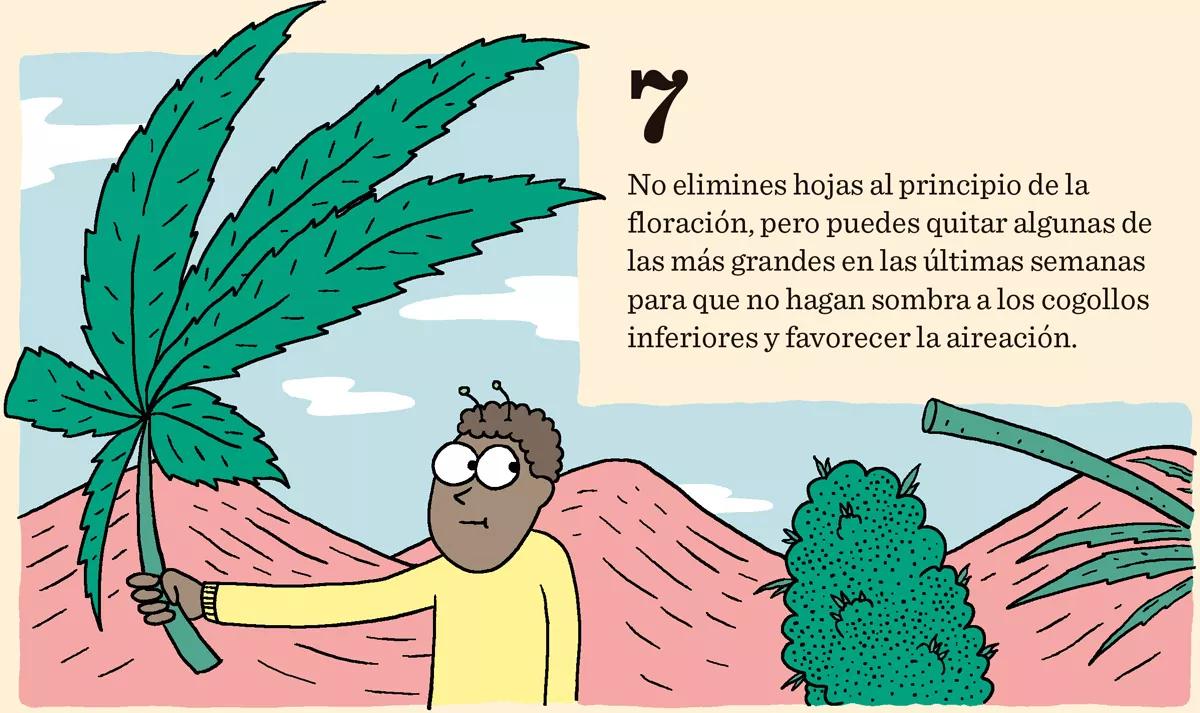 Diez consejos para una buena floración 
