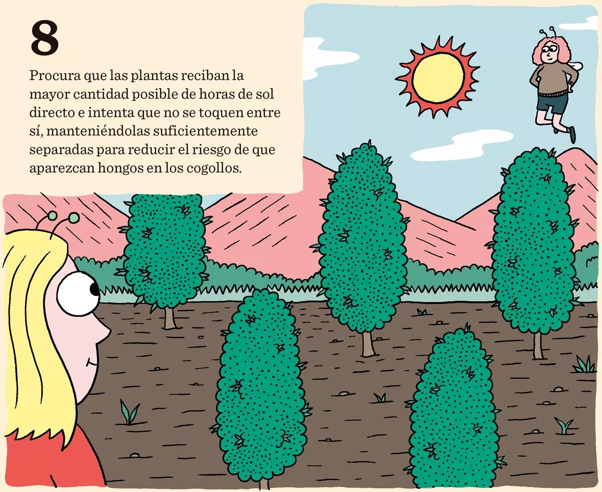 Diez consejos para una buena floración 