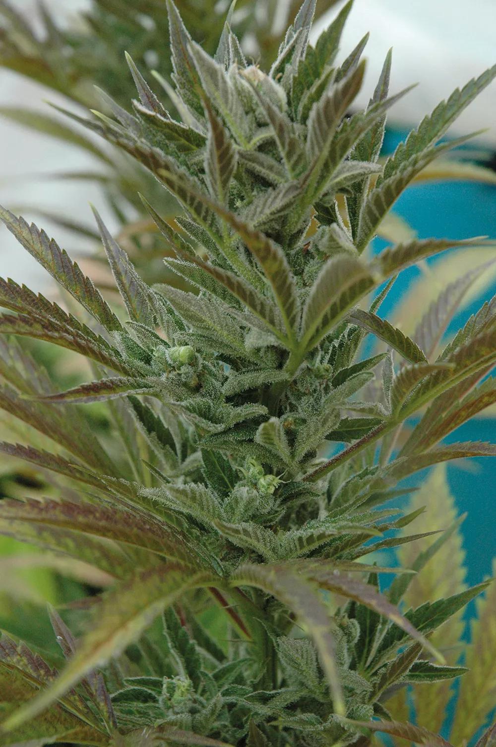 Una sativa pura con tonalidades moradas suaves.