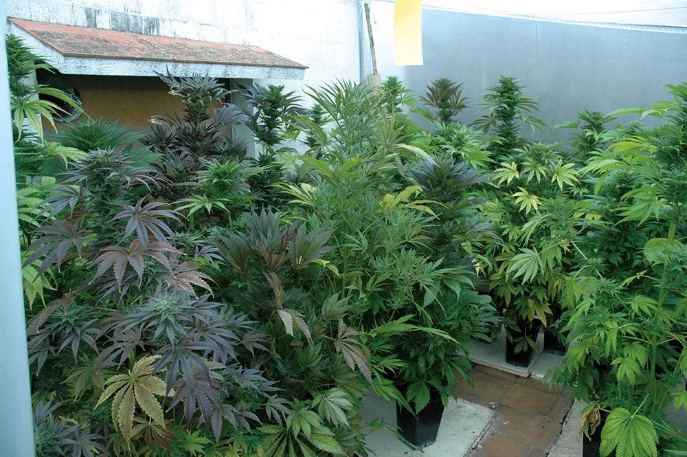 Bajo las mismas condiciones, unas plantas permanecen verdes y otras se ponen moradas. 