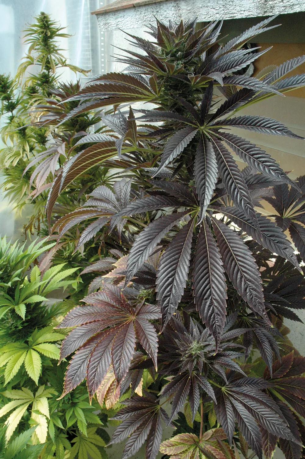 Uno de los ejemplos más extremos que he cultivado. 