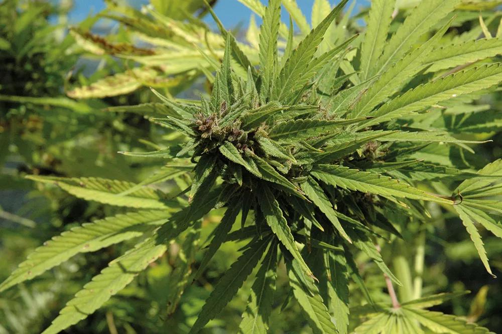 En este ejemplar, la coloración solo apareció en los cálices de las flores y solo cuando la planta perdió el verde intenso. 