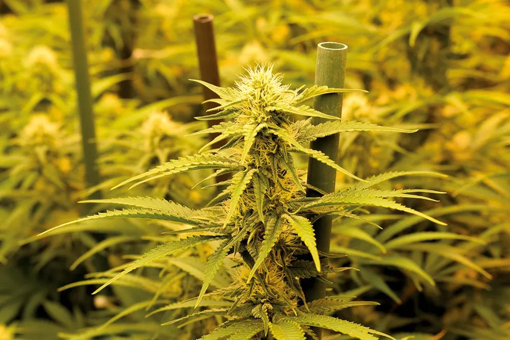 Un cogollo es fácil de manicurar, solo se tarda un minuto con una tijera afilada. 