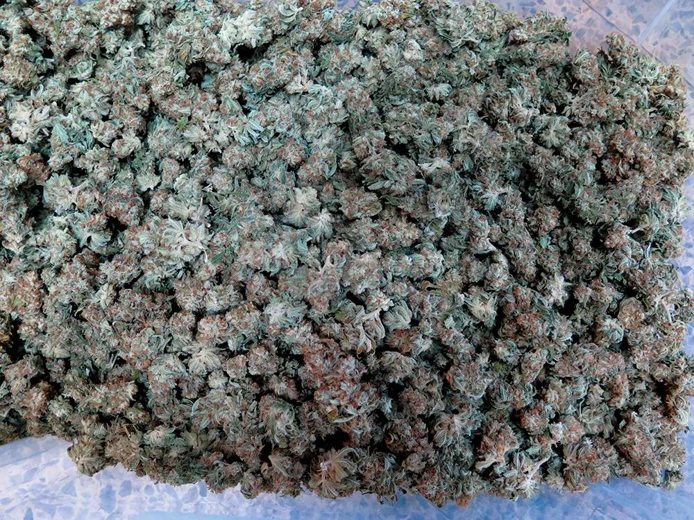 Aspecto de los cogollos manicurados en seco. 