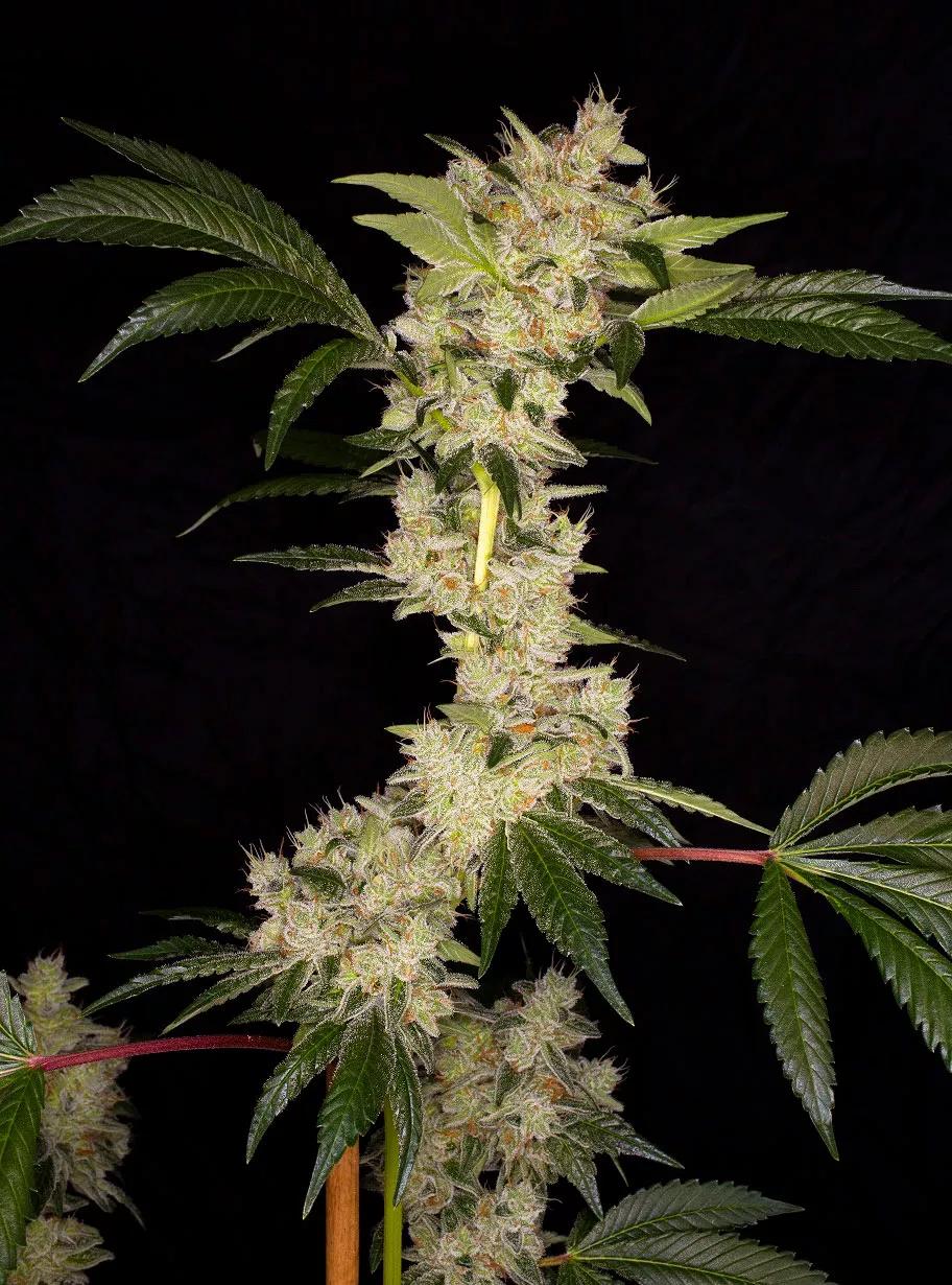 Gorila de Buddha Seeds es toda una bestia cannábica tanto en producción como en efecto.