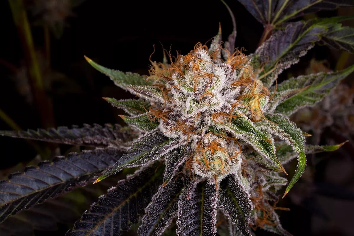 Los aromas y sabores de Buddha Gelato son de primera calidad.