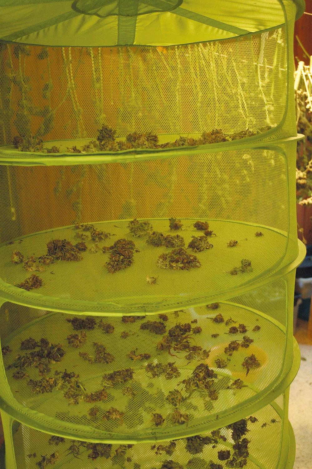 Los secaderos de malla aceleran el proceso pero hay que trocear antes los cogollos. 