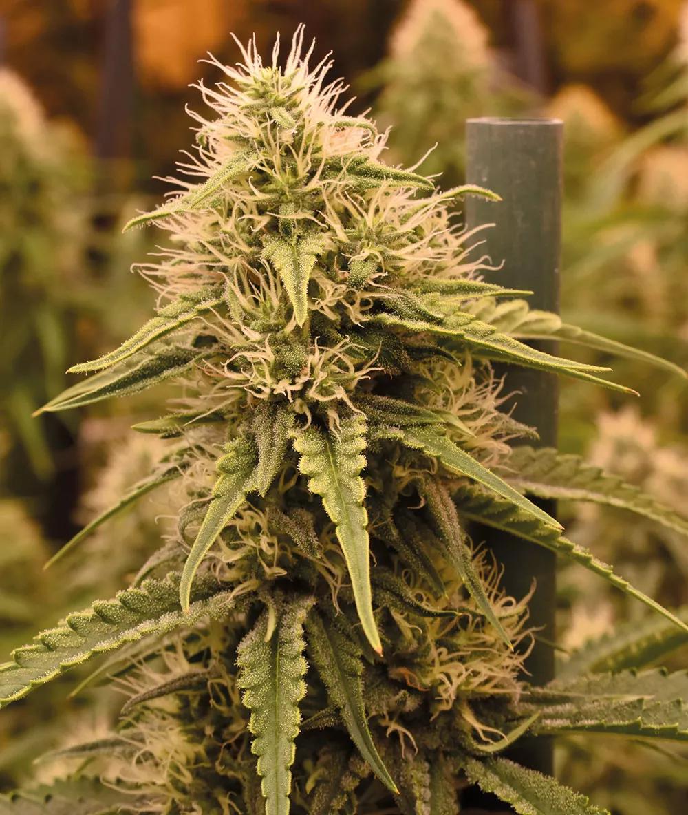 El objetivo de todo cultivador es este: lograr buenos cogollos. 