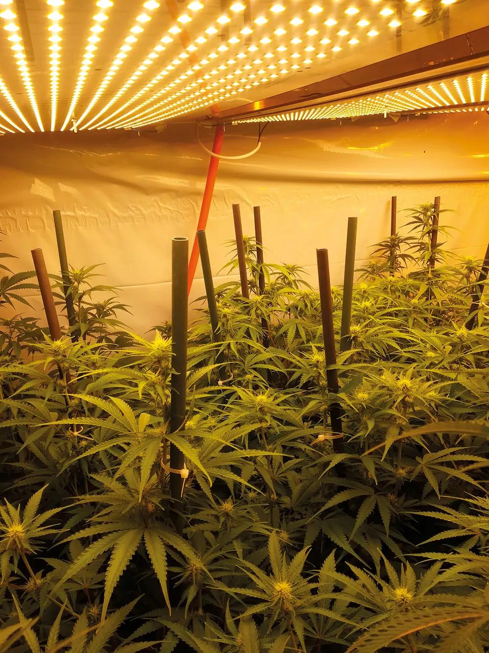 La producción en gramos por vatio de una lámpara de ledes puede ser un cincuenta por ciento mayor que con una de alta presión. 