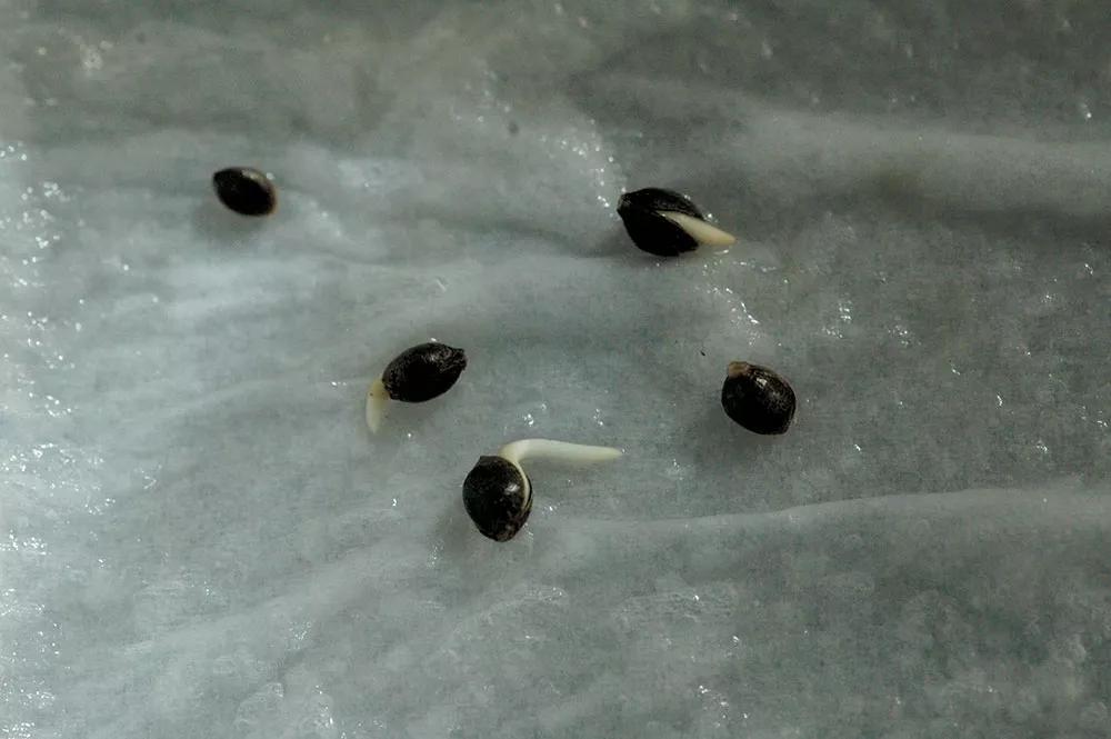 No germinaremos las semillas hasta tener el armario montado, funcionando y todo probado. 