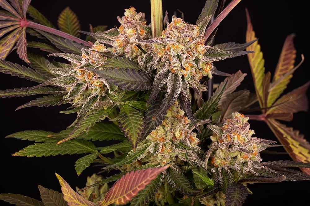 BARNEYS FARM MIMOSA EVO by TONI13