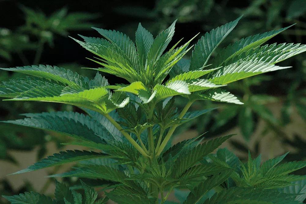 Cuando una planta está cómoda y bien, se ve claramente en su aspecto. 