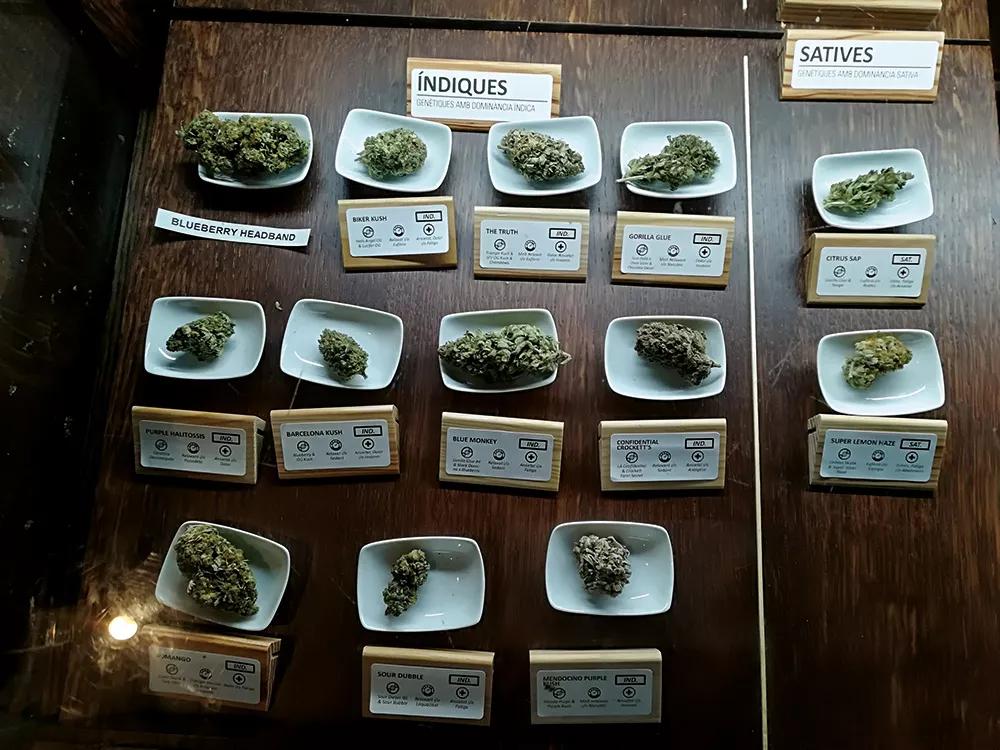 La combinación de terpenos en la resina es la responsable del olor particular de cada variedad de cannabis. 