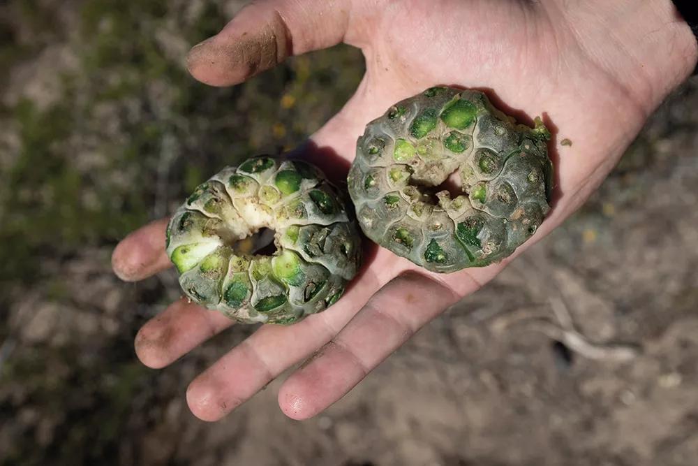 Dos “hikuris” preparados para su ingesta.