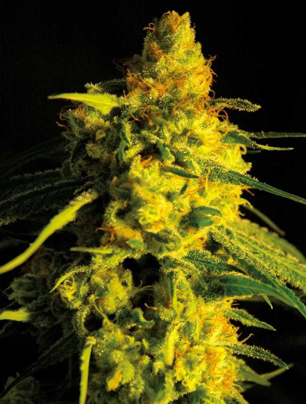 Los cogollos de interior, aun siendo impresionantes, suelen tener un equilibrio más precario y son más sensibles a las plagas. 