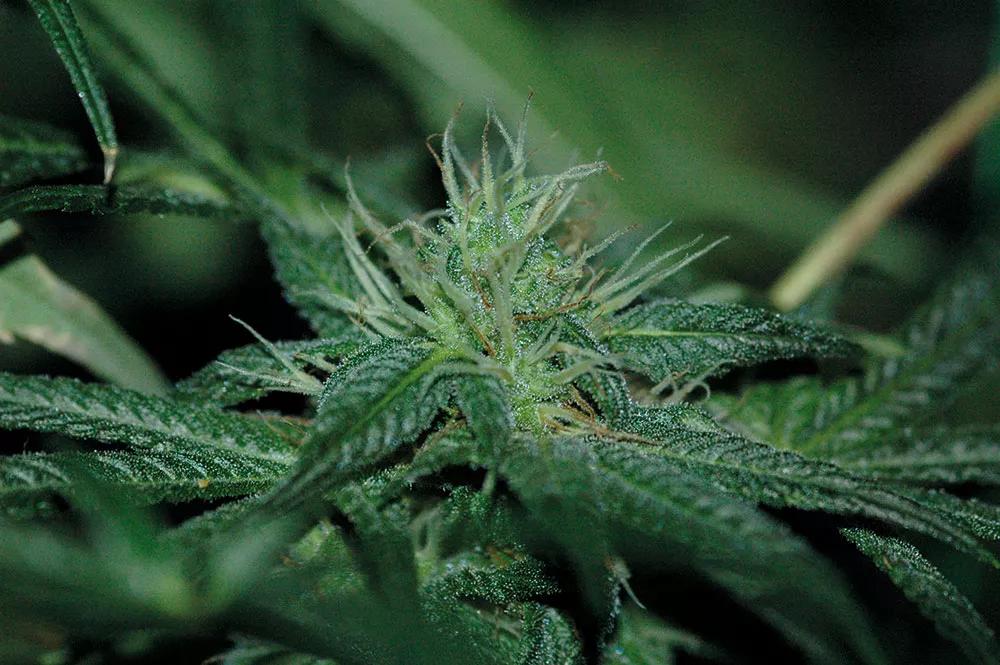 El cogollo maduro y vivo sufre una triple transformación antes de llegar a la cata: manicura, secado y curado 