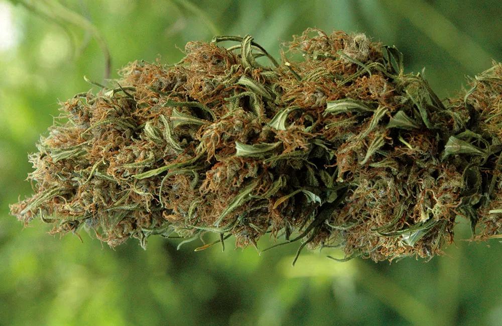 Las abundantes hojas exteriores muestran que la manicura no fue muy cuidadosa. 