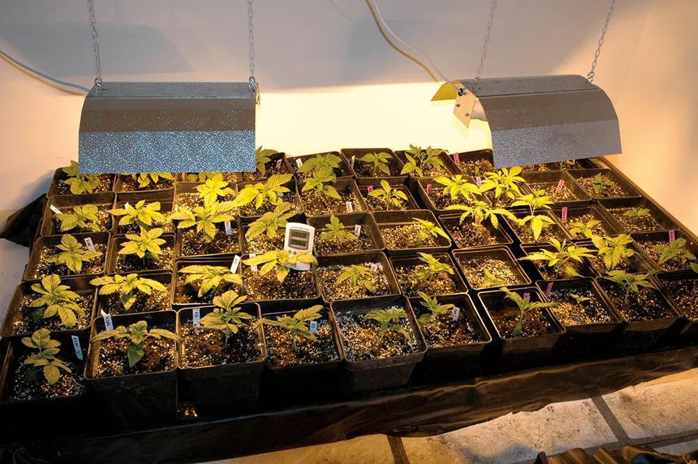 En cultivos refrigerados por extracción no sirve de mucho añadir CO2, pues se pierde continuamente. 