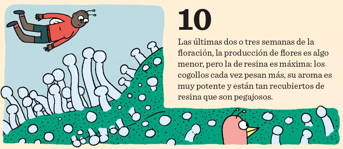 Aprende a cultivar ‘indoor’: doce pasos esenciales entre la germinación y la cosecha 