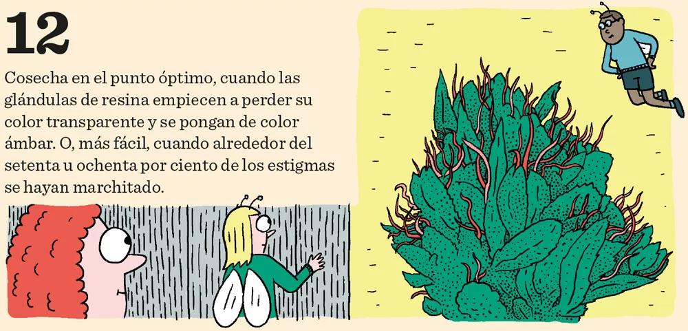 Aprende a cultivar ‘indoor’: doce pasos esenciales entre la germinación y la cosecha 