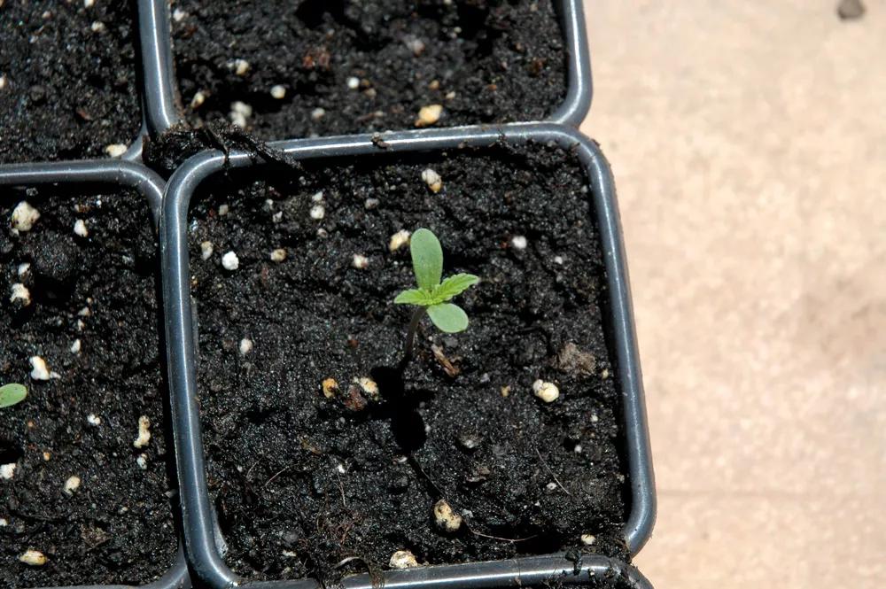 Las plántulas recién germinadas son muy delicadas.