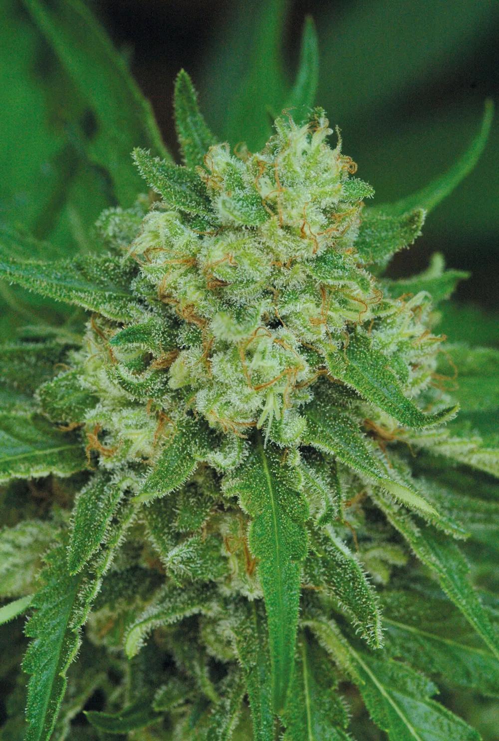 Un cogollo, listo para la cosecha. 