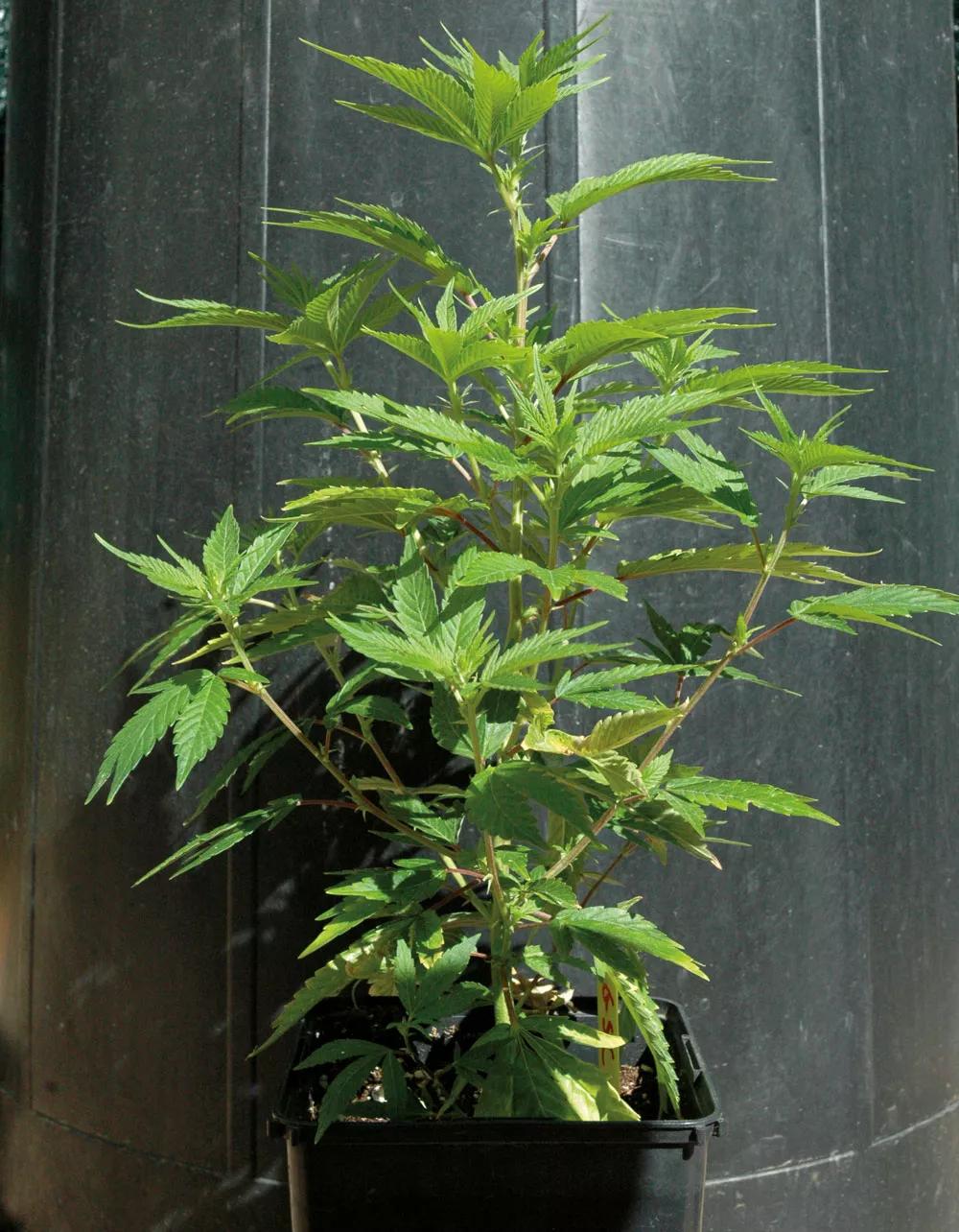 En general, este es el tamaño mínimo recomendable para que los principiantes pongan las plantas a florecer en interior. 