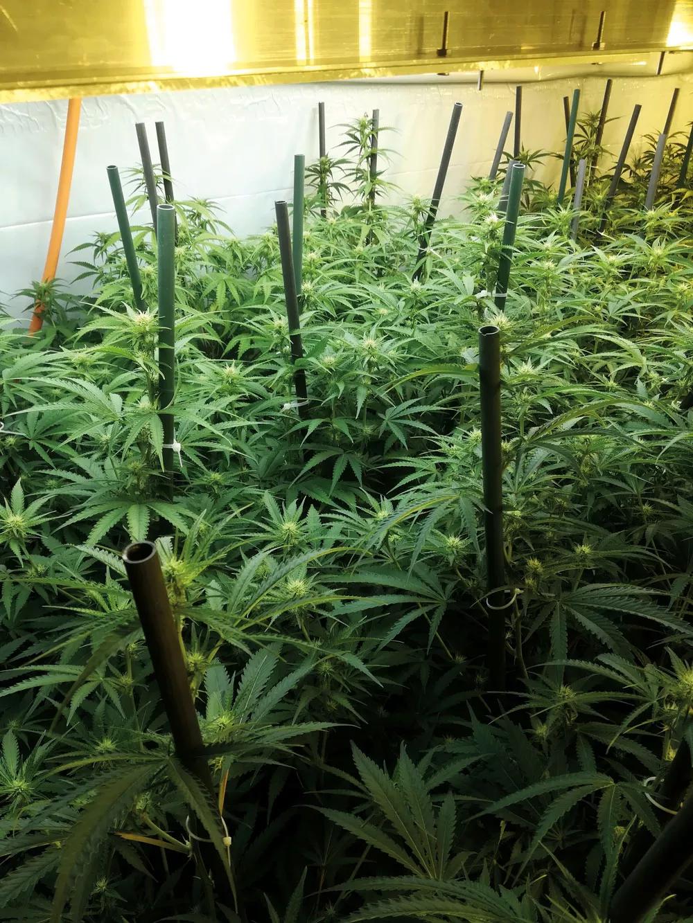 Plantas estirándose en las primeras semanas de la floración.